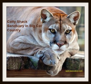 catty shack cougar