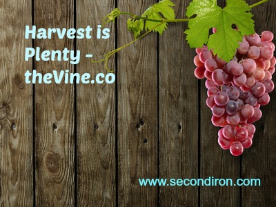 harvest, vine, theVine.co, charity