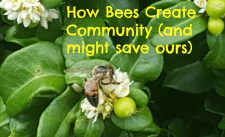 How Bees Create Community (and might save ours)